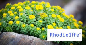 rhodiola adaptogeen