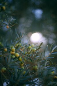 Olive leaf